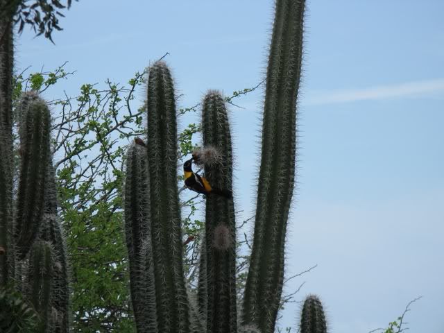 oriole.jpg