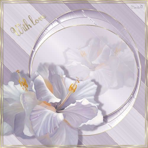 White20orchidee.jpg picture by ALMAIRENE5