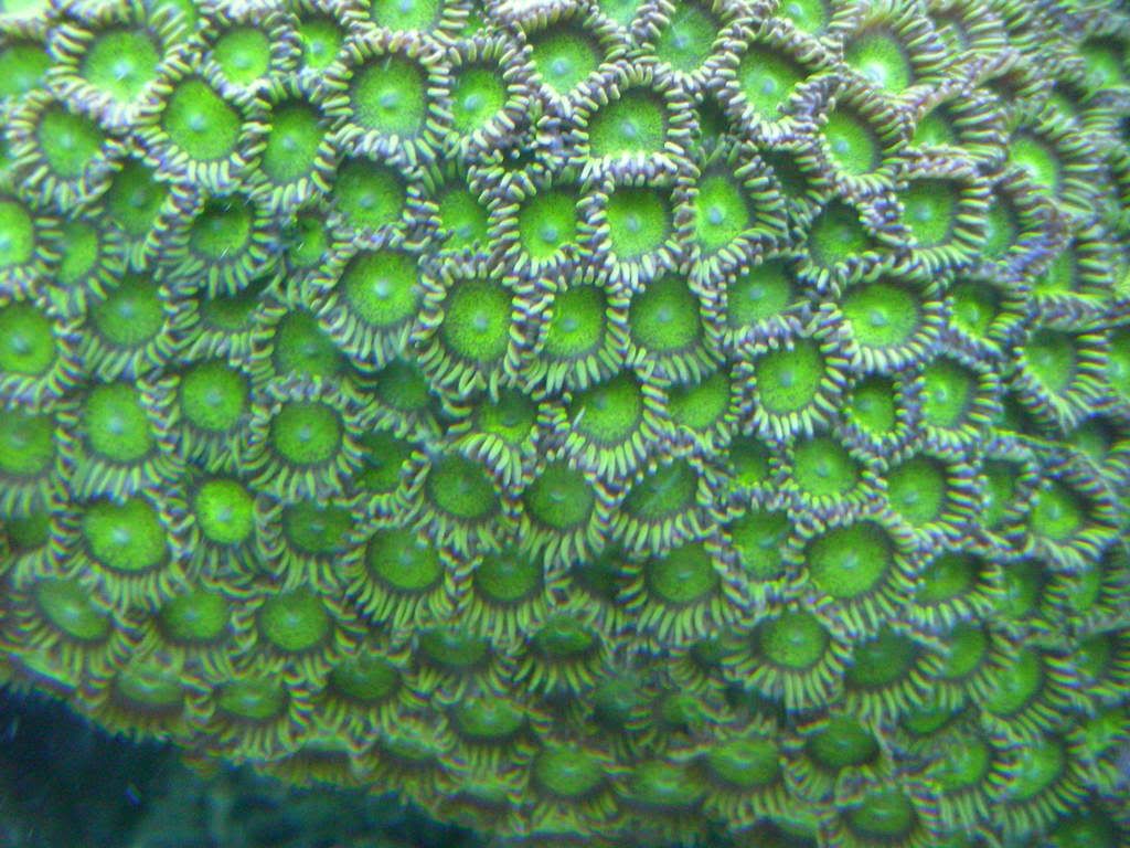 king midas zoa