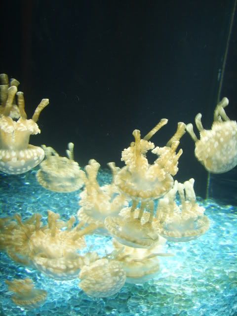 MontereyBayAquariumkwallen3.jpg