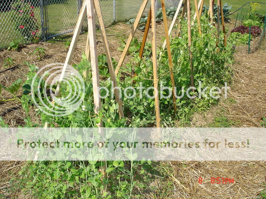 Snap Peas not attaching to Teepees (pics)