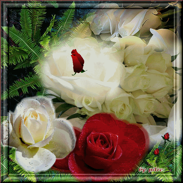 rose.gif rose picture by fox123_1