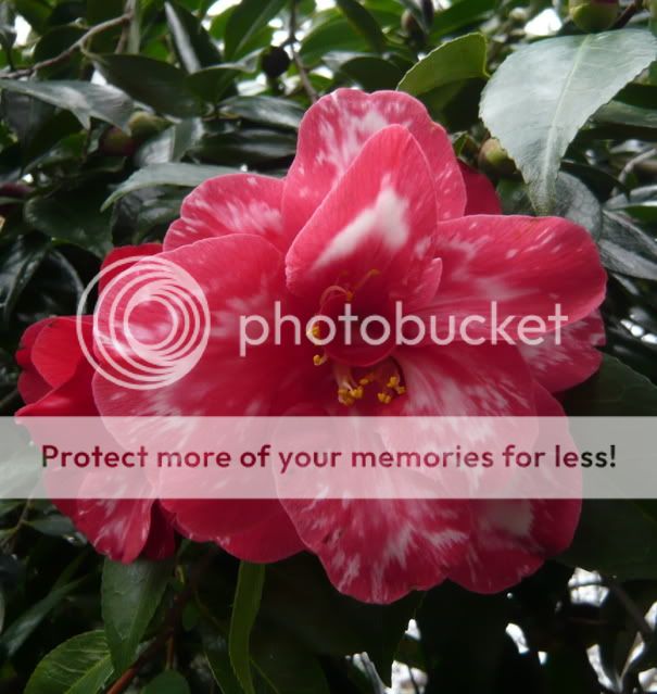 Photobucket - Video and Image Hosting