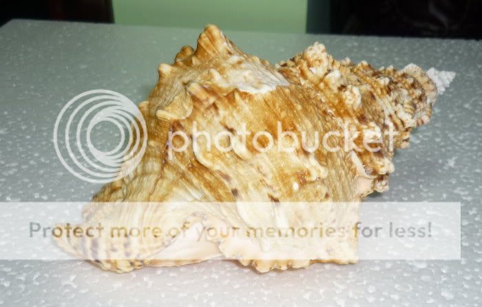 Bursa Buba Sea shell over 180mm=7.00Inches  