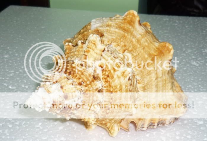 Bursa Buba Sea shell over 180mm=7.00Inches  