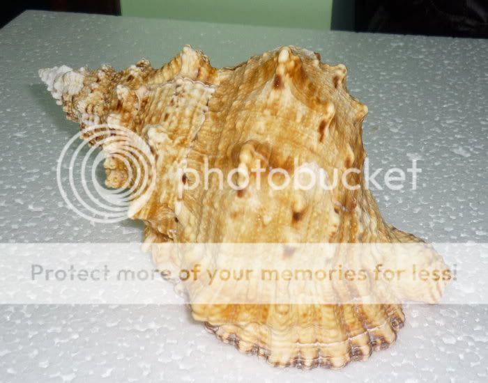 Bursa Buba Sea shell over 180mm=7.00Inches  