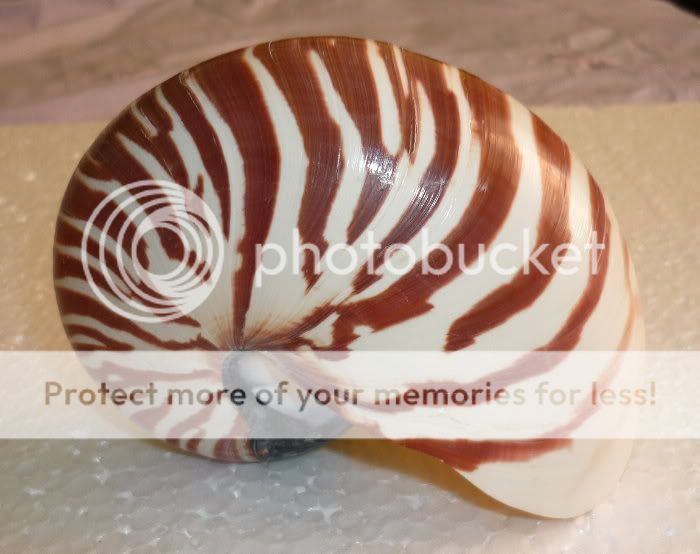 Perlboot Pearl Nautilus Seashell Schnecke 120mm