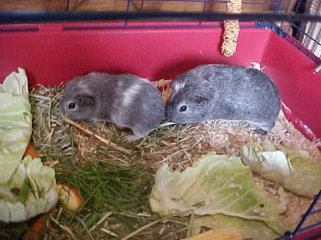 1-basilandparsley24thmay2007.jpg