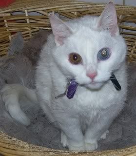 gypsy-Copy.jpg