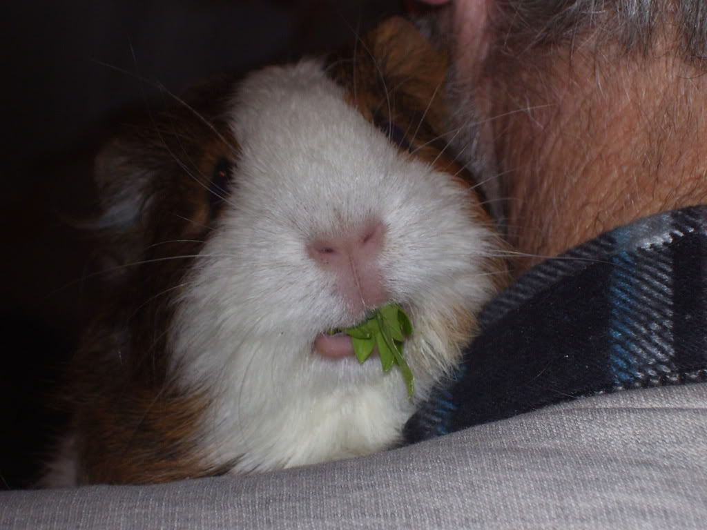 jessieeatingcelery23rdmay2008.jpg
