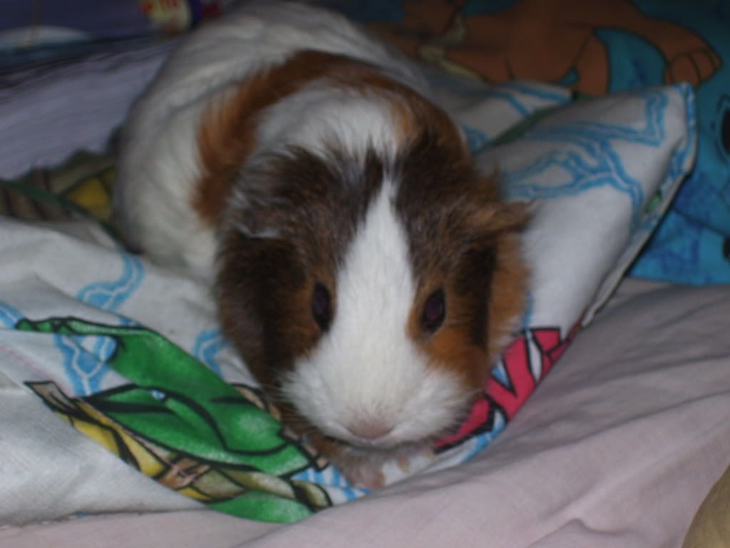 jessieonbed23rdmay2008.jpg