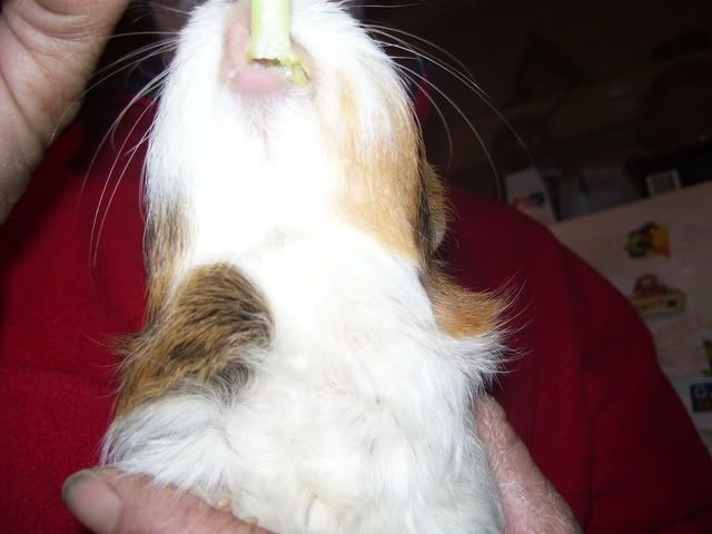 jessiewantingcelery7thjune2008.jpg