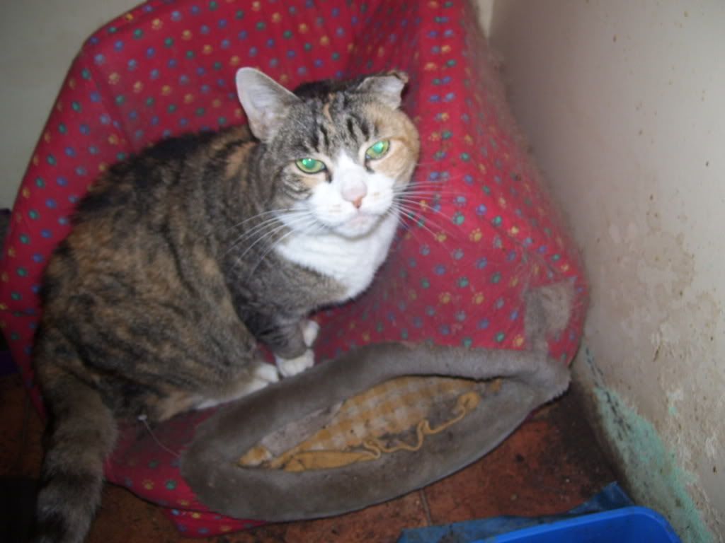missy24thmay2008.jpg