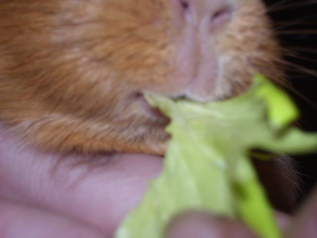 zoeeatingcelery7thjune2008.jpg