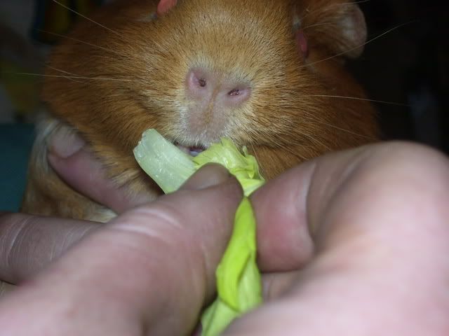 zoestuffingfacewithcelery7thjune200.jpg