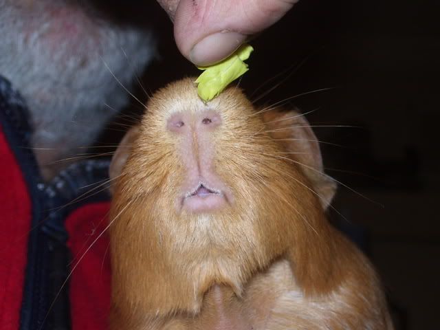 zoewantingcelery7thjune2008.jpg