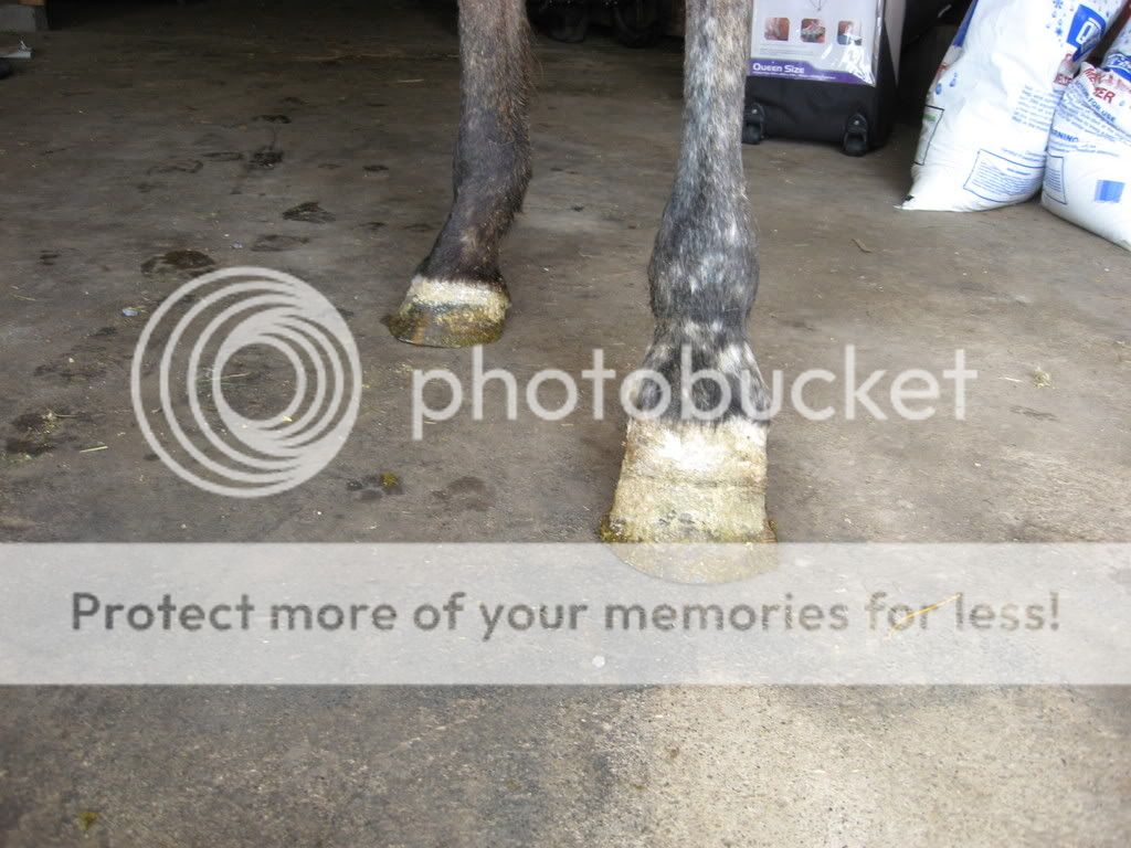 Sloughing a hoof... or not? New pics - Horse Hoof - HorseCity Forums