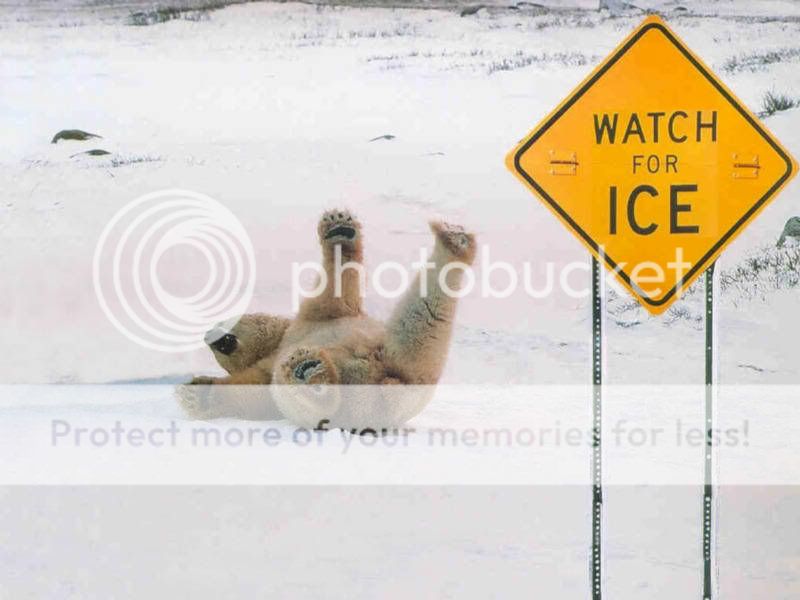 gPolar-Bear-slipping-on-ice.jpg