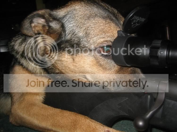 sniperdog.jpg
